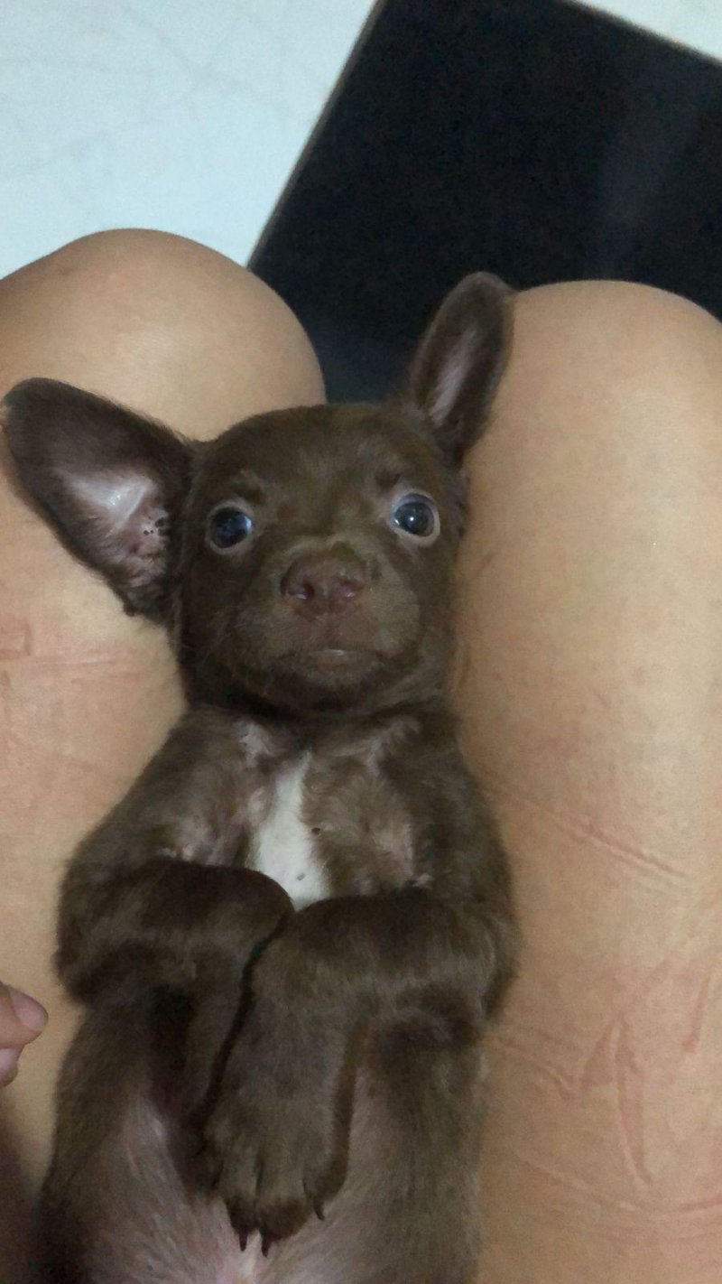 Cachorro Bob desaparece e deixa menina desesperada em Rolim de Moura