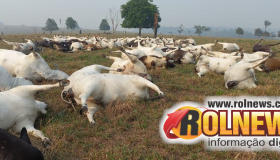 Descarga elétrica mata 98 cabeças de gado em propriedade rural na região de...