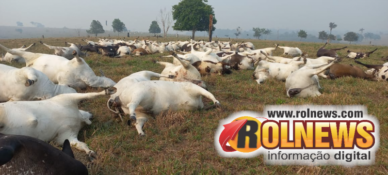 Descarga elétrica mata 98 cabeças de gado em propriedade rural na região de Parecis