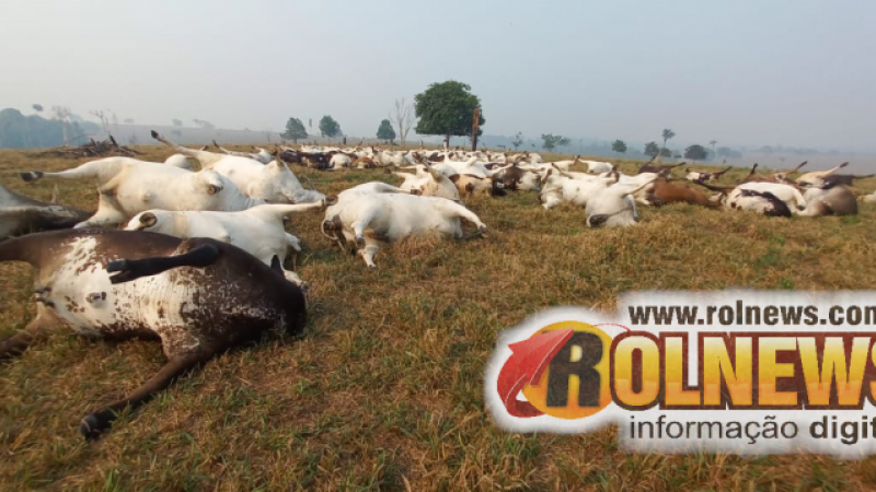Foto 1 da matéria: Descarga elétrica mata 98 cabeças de gado em propriedade rural na região de Parecis