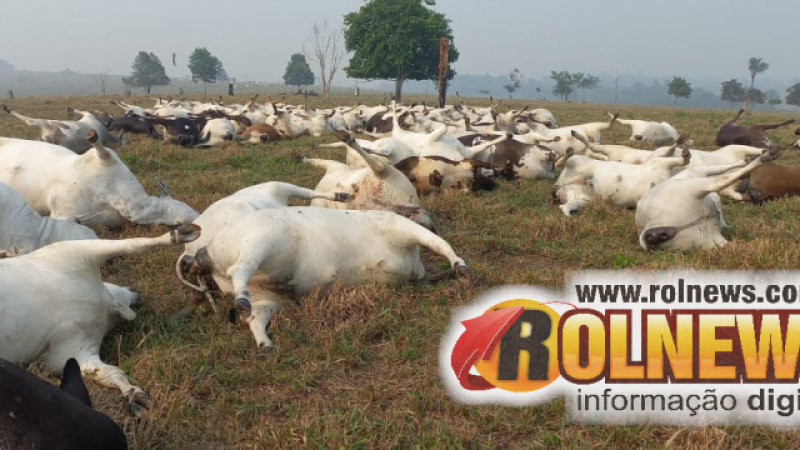 Foto 2 da matéria: Descarga elétrica mata 98 cabeças de gado em propriedade rural na região de Parecis