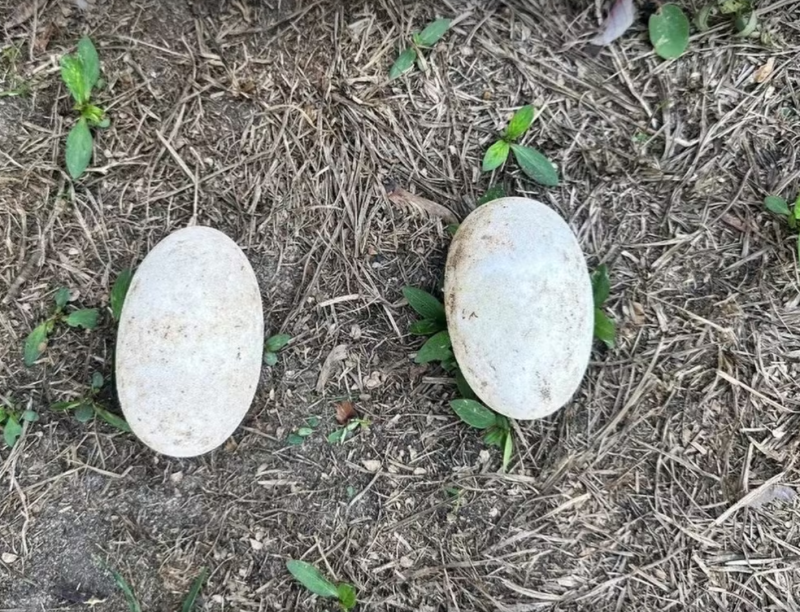 Ovos de jacaré que seriam vendidos ilegalmente são apreendidos durante operação em Rondônia