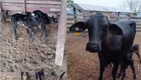 Veja vídeo: Vaca surpreende e dá à luz a trigêmeos em área rural de...