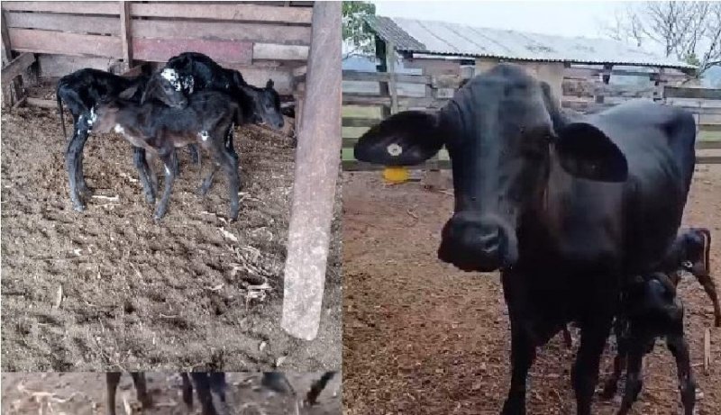 Veja vídeo: Vaca surpreende e dá à luz a trigêmeos em área rural de Alvorada do Oeste