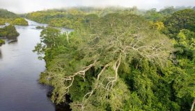 As árvores gigantes na Amazônia ainda são um mistério para a ciência;...