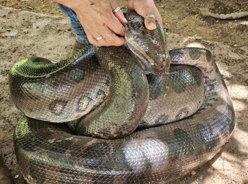 VÍDEO: Sucuri é encontrada em quintal e resgatada por biólogo em Porto Velho