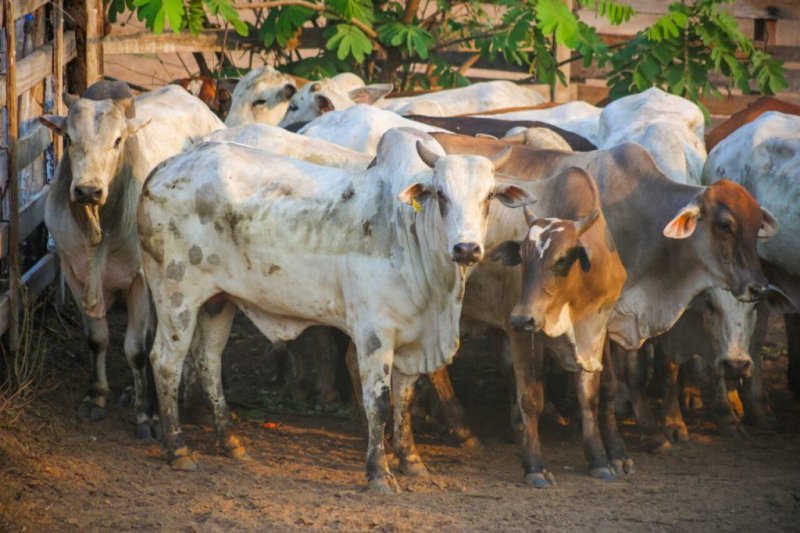 Rondônia conta com o sexto maior rebanho bovino entre as Unidades Federativas (UFs)
