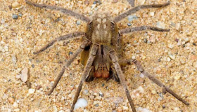 Morador de Vilhena com ereção causada por picada de aranha é transferido...