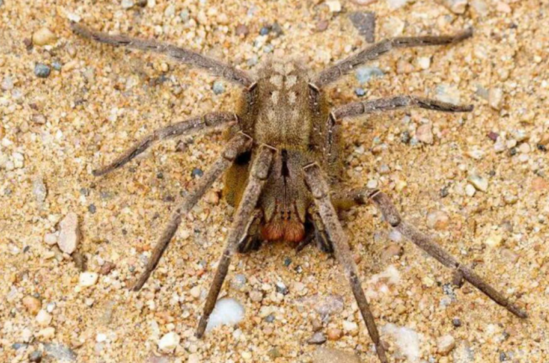 Morador de Vilhena com ereção causada por picada de aranha é transferido para hospital de Porto Velho