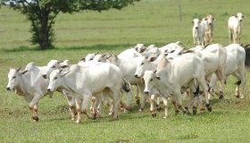 Preço do boi gordo cai na semana. Há espaço para novas valorizações?