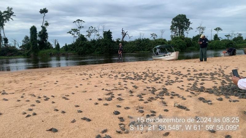 Foto 3 da matéria: Soltura de Quelônios no Parque Estadual Corumbiara Reflete Avanço na Conservação da Biodiversidade