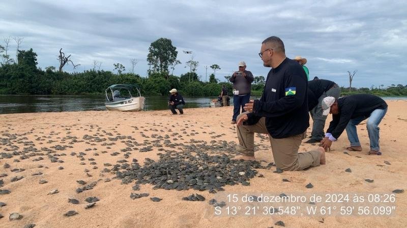Foto 4 da matéria: Soltura de Quelônios no Parque Estadual Corumbiara Reflete Avanço na Conservação da Biodiversidade