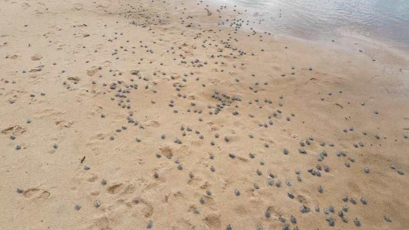 Foto 9 da matéria: Soltura de Quelônios no Parque Estadual Corumbiara Reflete Avanço na Conservação da Biodiversidade