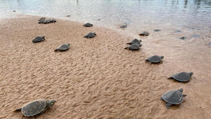Foto 1 da matéria: Soltura de Quelônios no Parque Estadual Corumbiara Reflete Avanço na Conservação da Biodiversidade