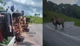 Caminhão boiadeiro tomba na Serra da Onça, na BR 429; veja vídeo