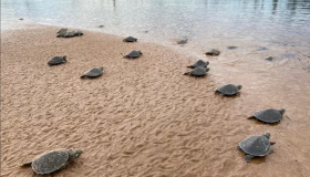 Atraso na desova das tartarugas no rio Guaporé causa morte de mais da metade...