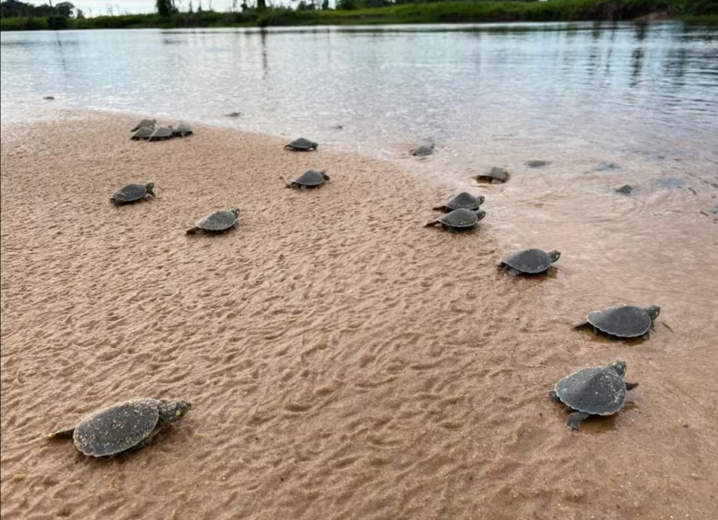 Atraso na desova das tartarugas no rio Guaporé causa morte de mais da metade dos filhotes, aponta biólogo