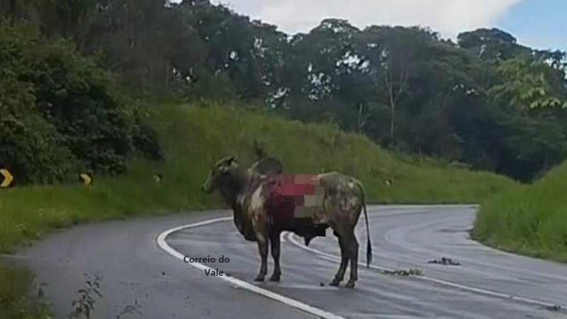 Foto 3 da matéria: Caminhão boiadeiro tomba na Serra da Onça, na BR 429; veja vídeo