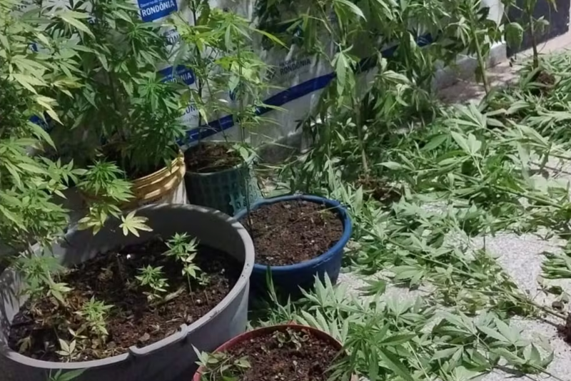 Casal é preso com mais de 30 pés de maconha em Ariquemes