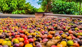 Dia do início da colheita do café Robustas tem nova data em Rondônia