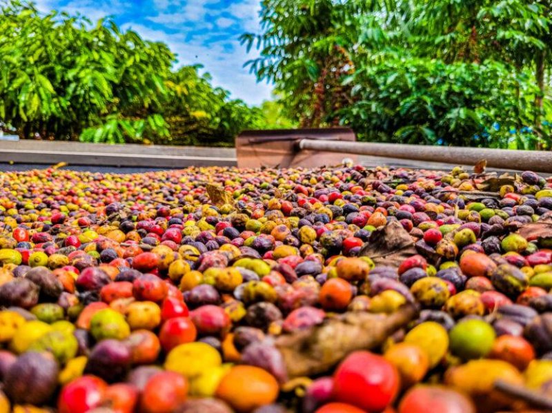 Dia do início da colheita do café Robustas tem nova data em Rondônia