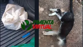 Maus tratos: Internauta flagra gato dentro de saco em carroceria de...