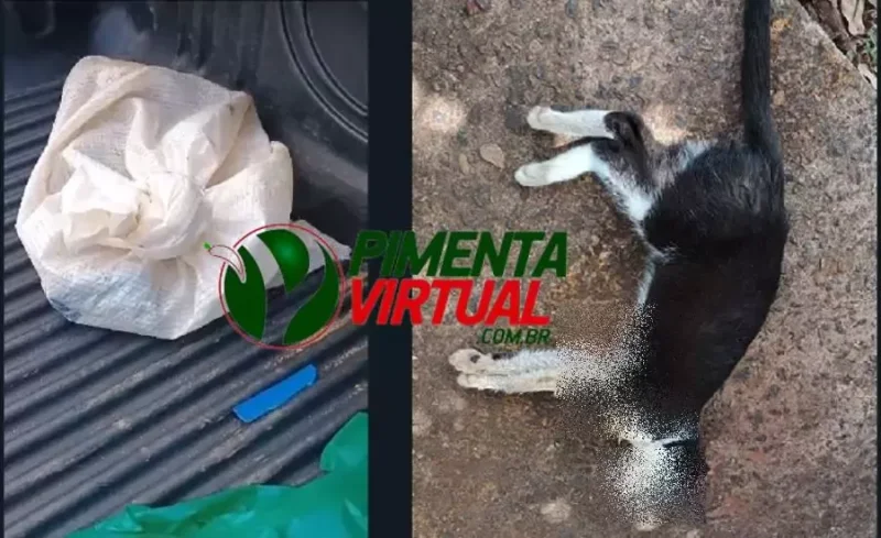 Maus tratos: Internauta flagra gato dentro de saco em carroceria de caminhonete e grava vídeo fazendo denúncia; animal não sobreviveu