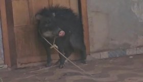Porco-do-mato é encontrado em quintal de residência em Rolim de Moura