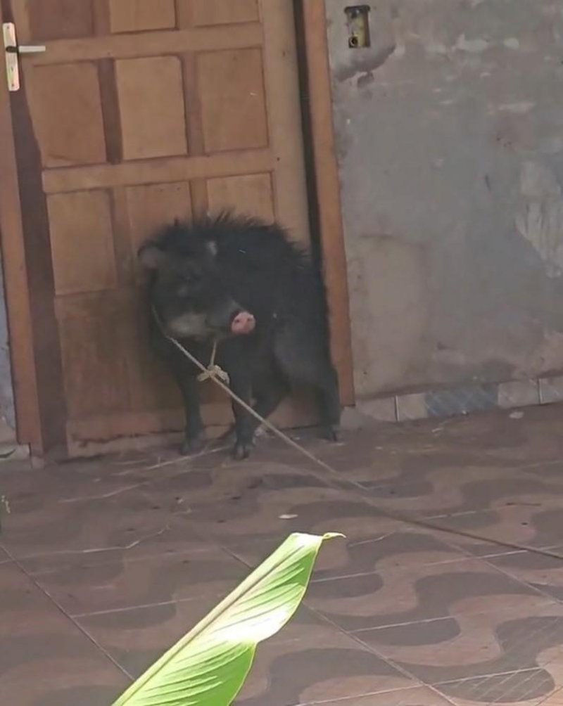 Porco-do-mato é encontrado em quintal de residência em Rolim de Moura
