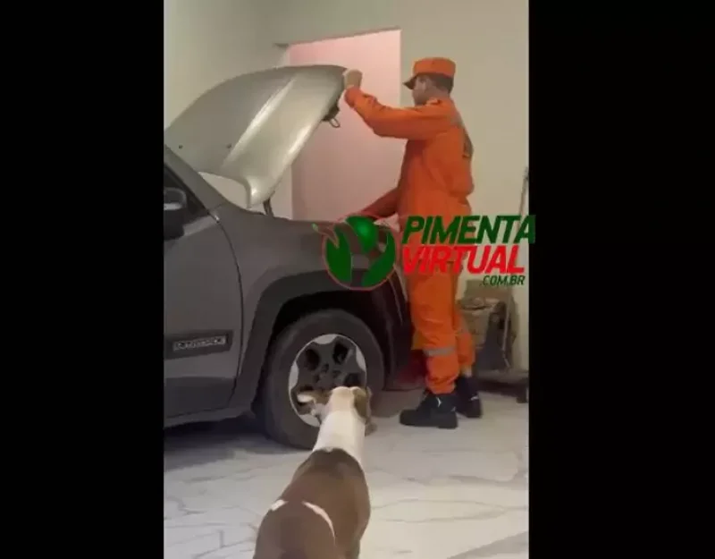 Cobra Jiboia é encontrada dentro do capô de um carro no Loteamento Via Park em Pimenta Bueno