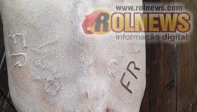 Funcionário de fazenda em Parecis vende 164 cabeças de gado sem a...