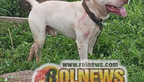 Homem é atacado por pitbull e se abriga em bueiro para se defender em Rolim de...