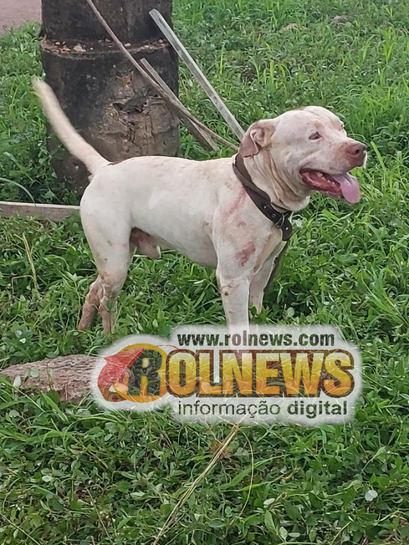 Homem é atacado por pitbull e se abriga em bueiro para se defender em Rolim de Moura