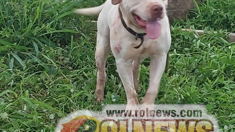 Foto 1 da matéria: Homem é atacado por pitbull e se abriga em bueiro para se defender em Rolim de Moura