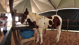 Inovação tecnológica permite emissão de Guia de Trânsito Animal para...