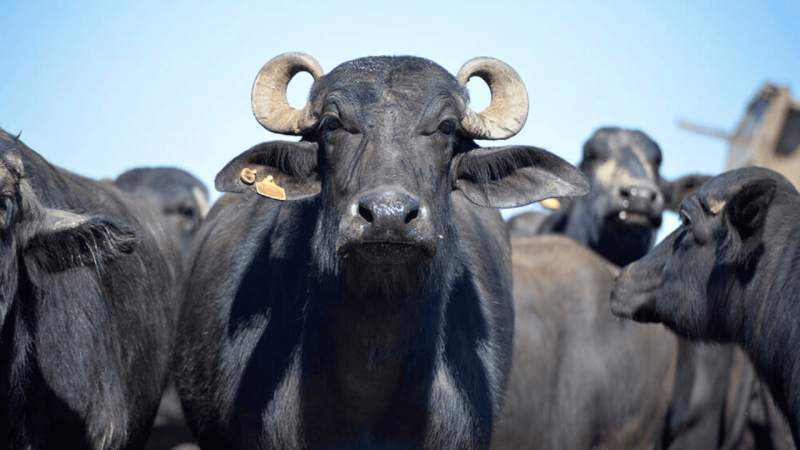 Reprodução Compre Rural