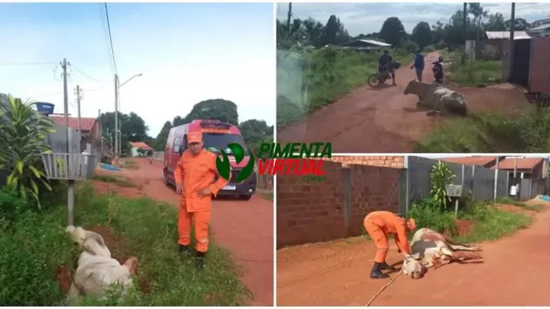 Foto 1 da matéria: Vaca cai em buraco e mobiliza equipe dos Bombeiros em Pimenta Bueno