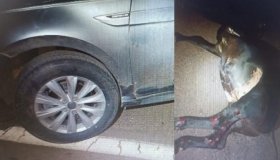 Animais soltos na BR 429 continua causando prejuízos aos usuários da rodovia,...
