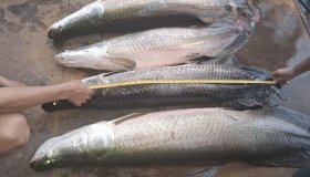 Batalhão Ambiental apreende 125 kg de pirarucu e leva pescadores para a...