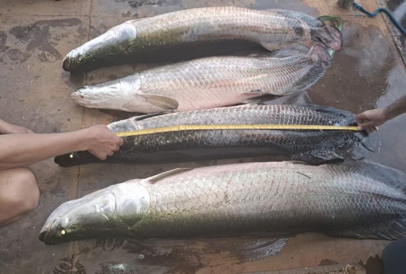 Batalhão Ambiental apreende 125 kg de pirarucu e leva pescadores para a delegacia