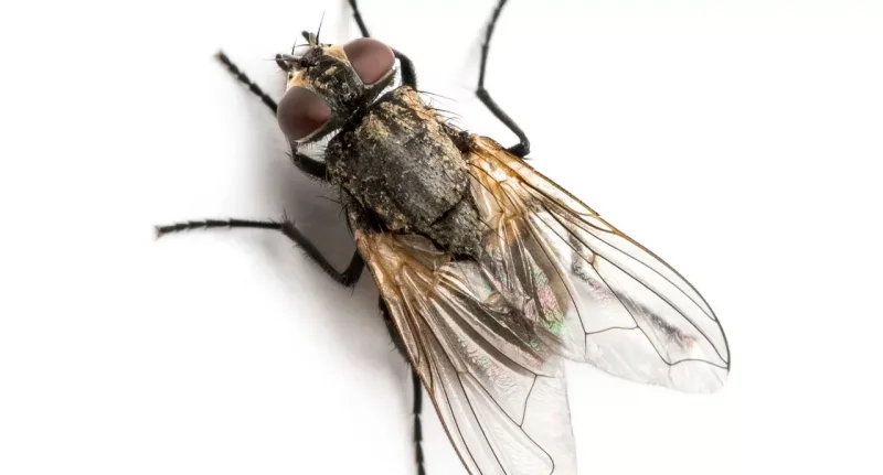 Ciência: Mosca-do-caixão: espécie cava até 2 m para se reproduzir em cadáveres humanos