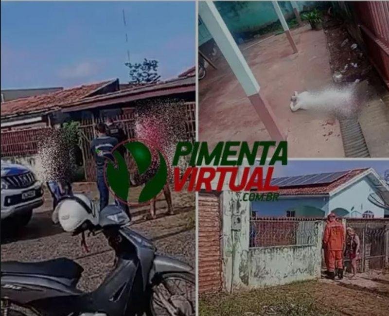 Resgate dramático após novo ataque de cães pitbull em residência na Avenida dos Bandeirantes em Pimenta Bueno