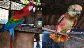 Seis animais silvestres são resgatados de uma residência em Porto Velho