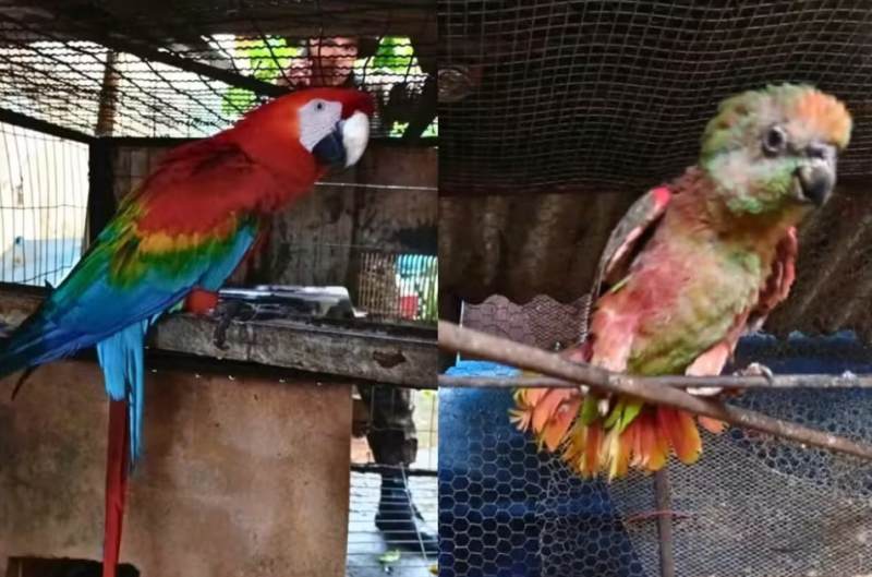 Seis animais silvestres são resgatados de uma residência em Porto Velho