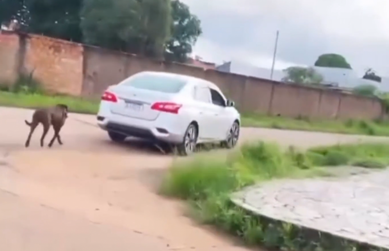 VÍDEO: Cachorro é puxado por guia presa a carro e tutor é identificado pela polícia com ajuda de imagens em Porto Velho