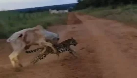 Viraliza vídeo gravado em MT e que mostra homem espantando onça que já...
