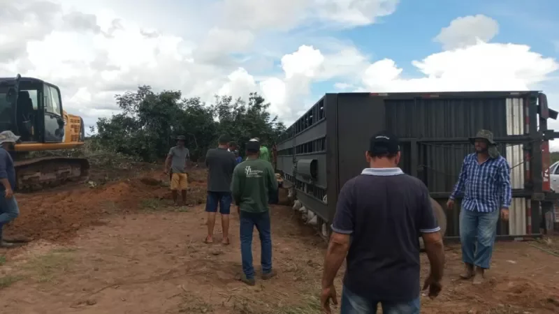 Foto 2 da matéria: Acidente com caminhão boiadeiro deixa animais mortos na BR-364 próximo a Vilhena
