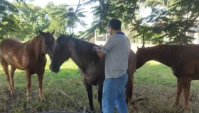Após mortes de cavalos, governo de Rondônia reforça ações contra a raiva...