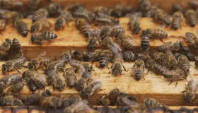 Enxame de abelhas ataca 11 pessoas e deixa criança internada em Buritis