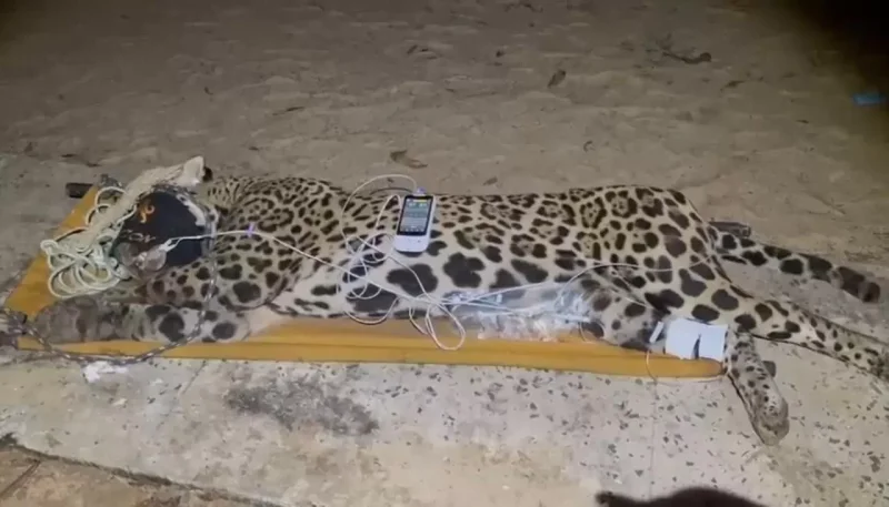Onça que matou caseiro é capturada no Pantanal; veja imagens